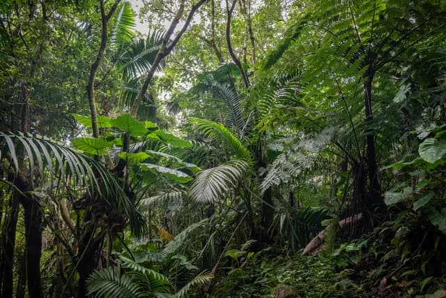 A trail through dense green rainforest on Saba